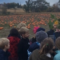 At the pumpkin patch Thumbnail